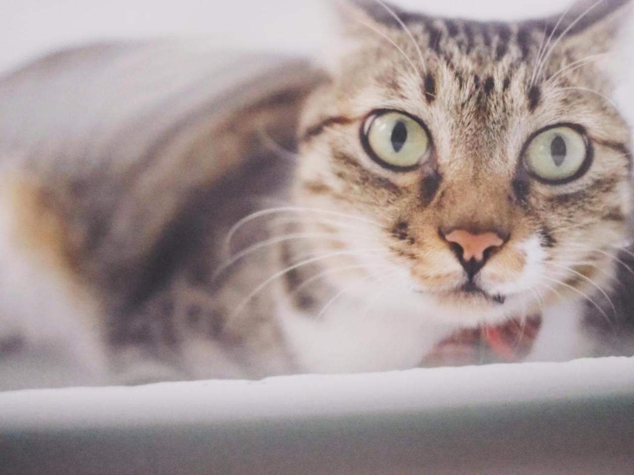 Bed and Breakfast Cat At Greece Nanwan Exteriér fotografie